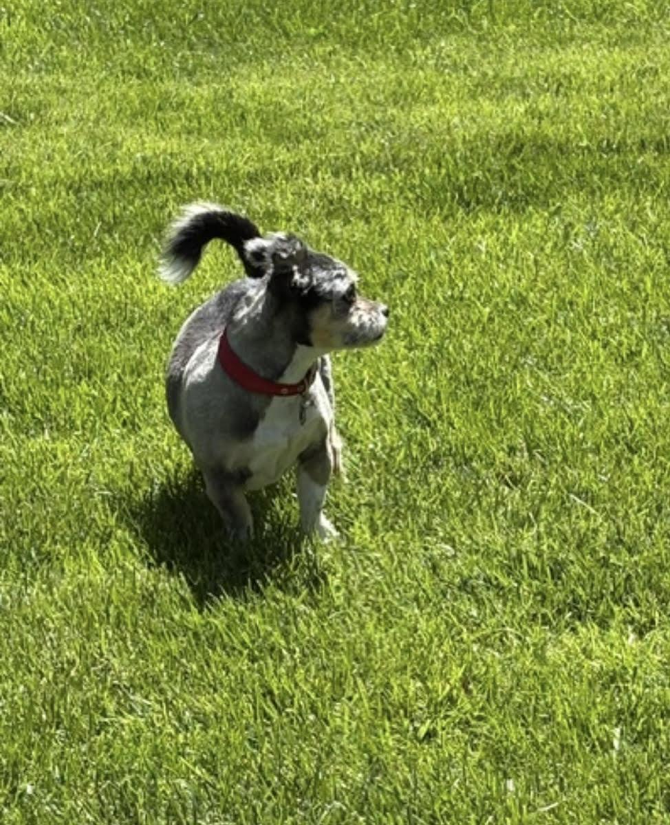Enlarge Moe (Sweet Blind Senior), a ADOPTABLE mixed breed in Northville, MI image 5/5