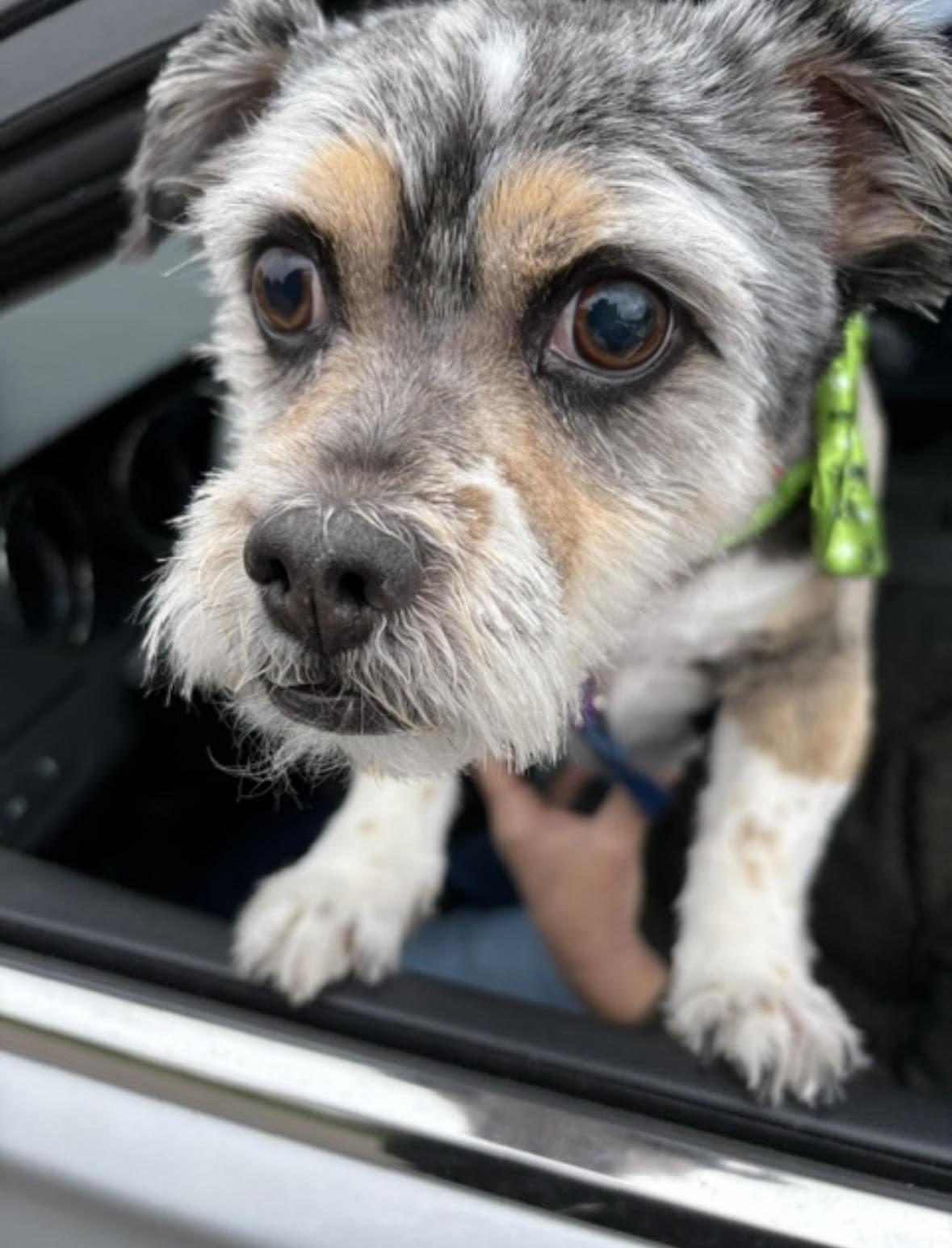 Enlarge Moe (Sweet Blind Senior), a ADOPTABLE mixed breed in Northville, MI image 1/5