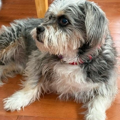 Moe (Sweet Blind Senior), a ADOPTABLE mixed breed in Northville, MI image 4/5