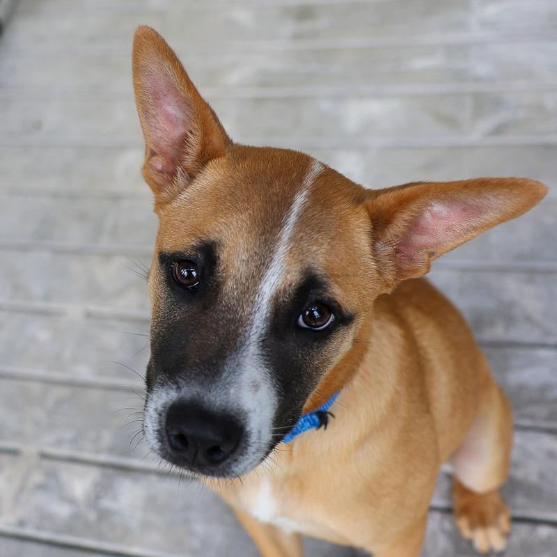 Sami, Adoptable, Puppy Female Mixed Breed.