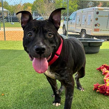 Topanga, Adoptable, Adult Female Terrier & Mixed Breed.