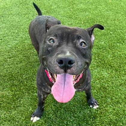 Enlarge Topanga, a Adoptable mixed breed in Gastonia, NC image 2/3