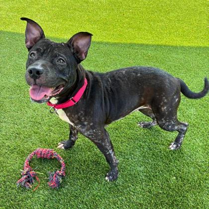 Enlarge Topanga, a Adoptable mixed breed in Gastonia, NC image 3/3