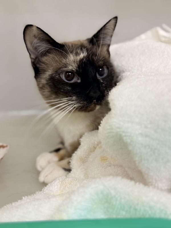 Gold, Adoptable, Adult Female Domestic Medium Hair.