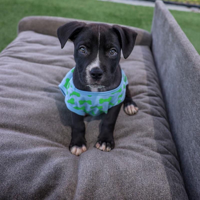 Adam, Adoptable, Puppy Male Mixed Breed.