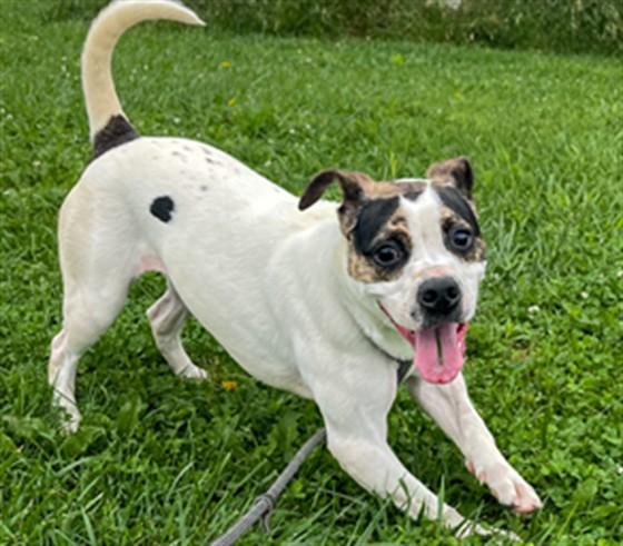 MISSY, Adoptable, Young Female Hound.