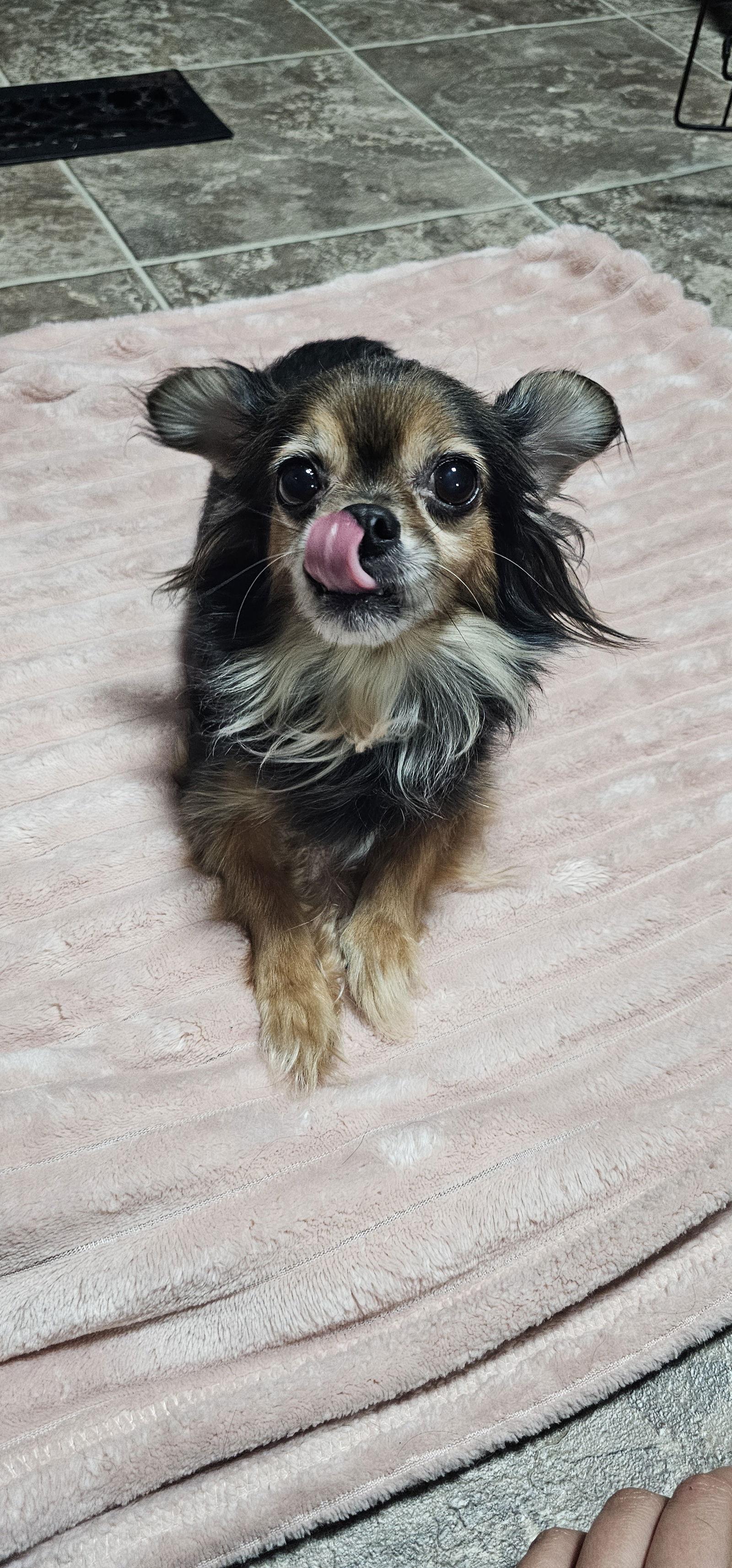 Enlarge Nyla, a Adopted mixed breed in Oakhurst, NJ image 1/3