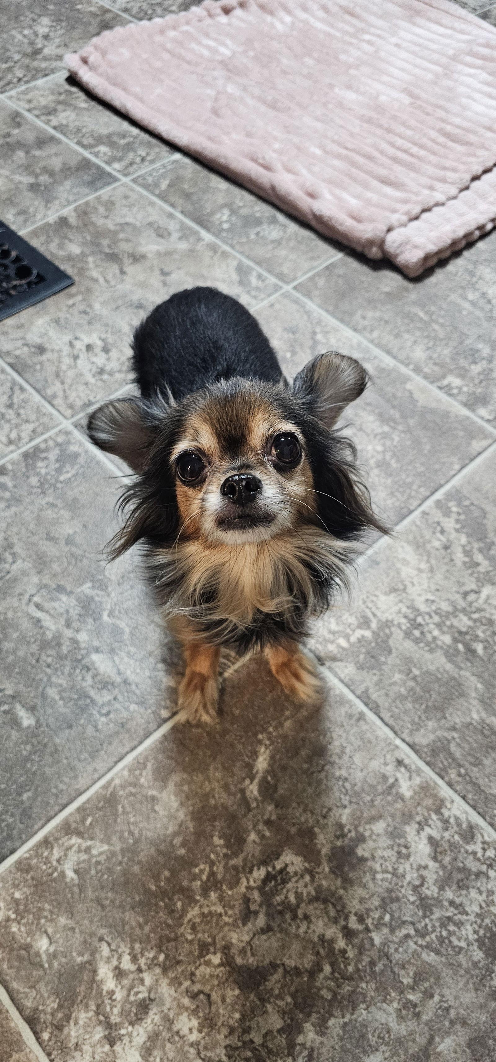 Enlarge Nyla, a Adopted mixed breed in Oakhurst, NJ image 2/3