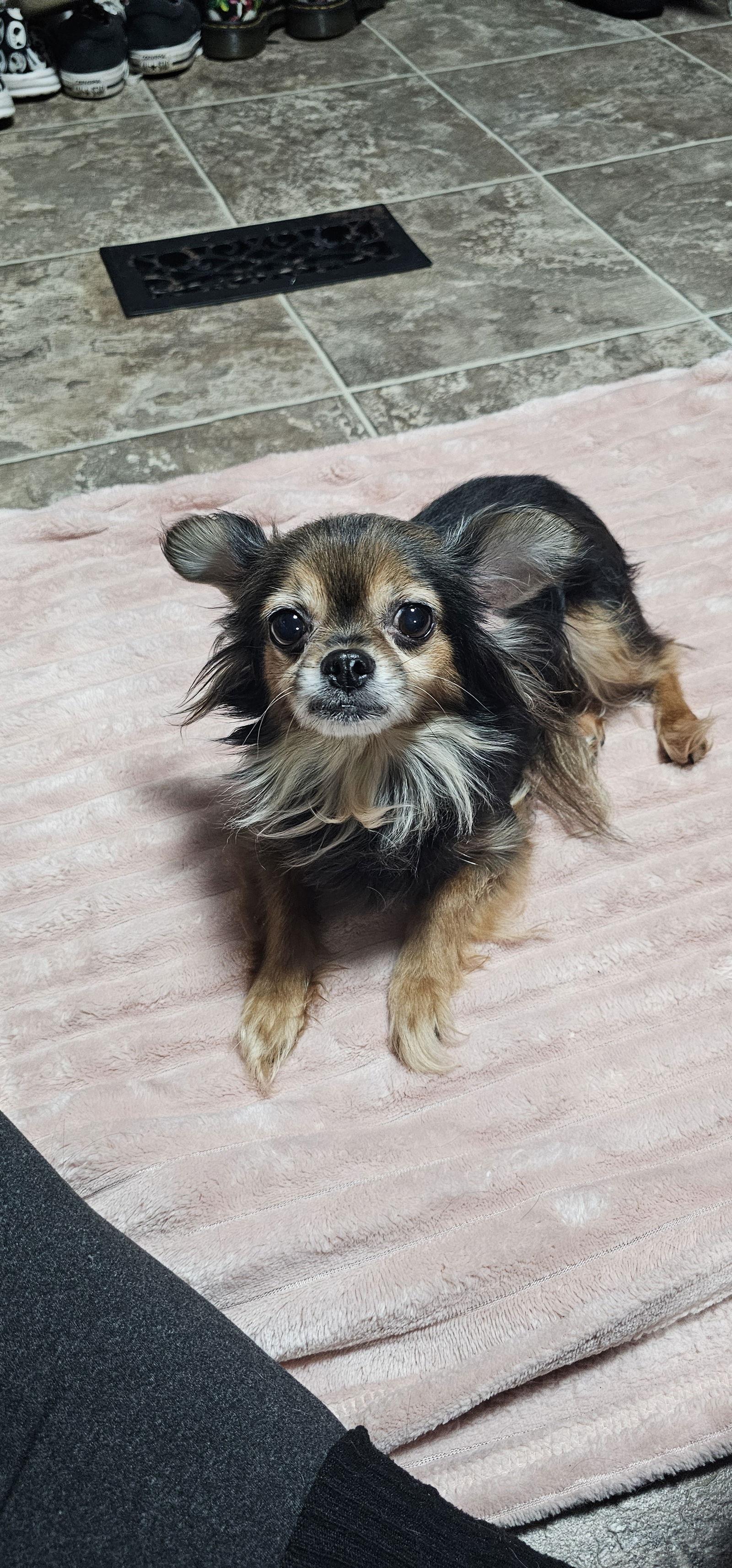 Enlarge Nyla, a Adopted mixed breed in Oakhurst, NJ image 3/3