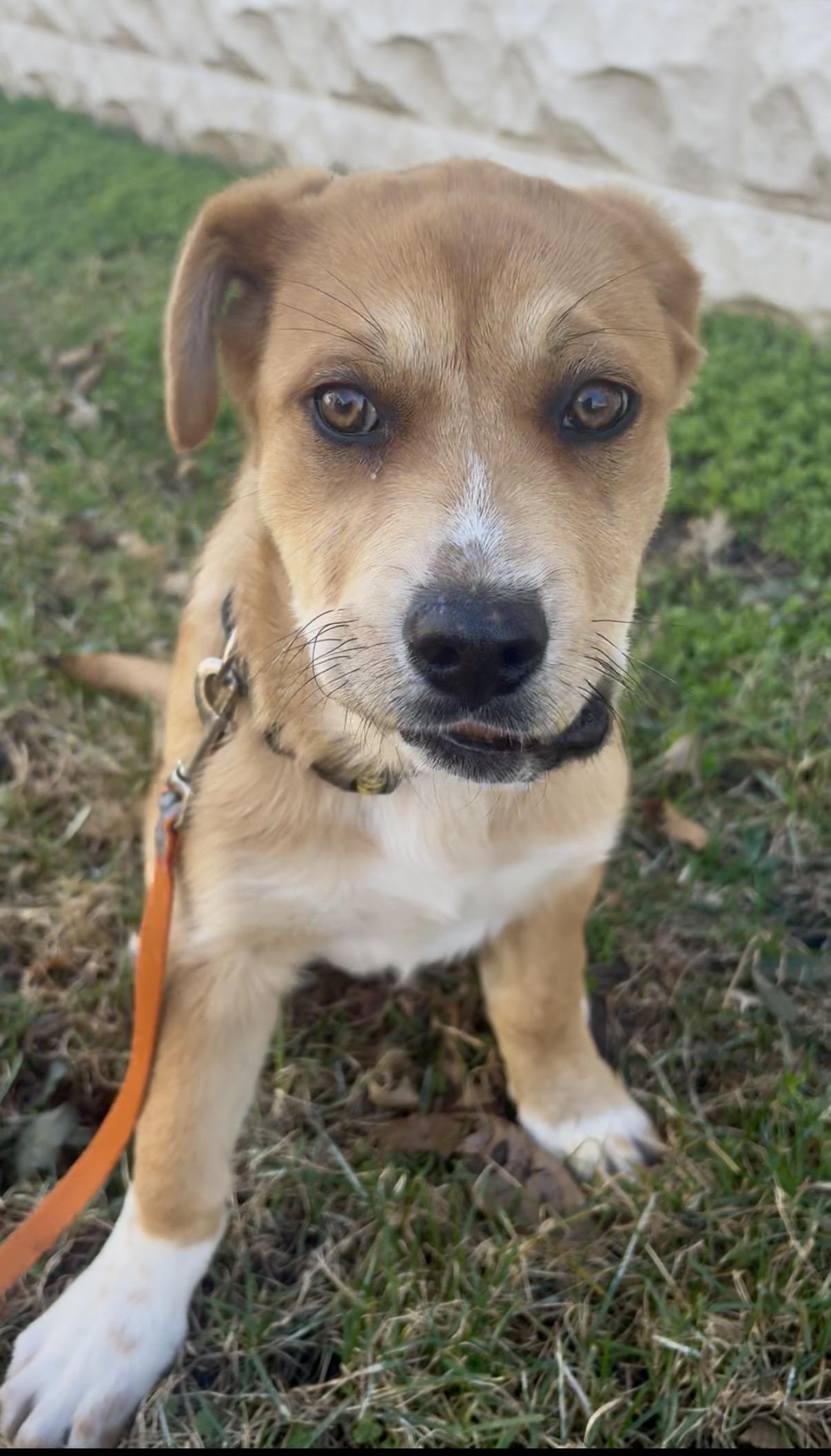 Enlarge Daisy, a ADOPTABLE mixed breed in Valley Center, KS image 6/6