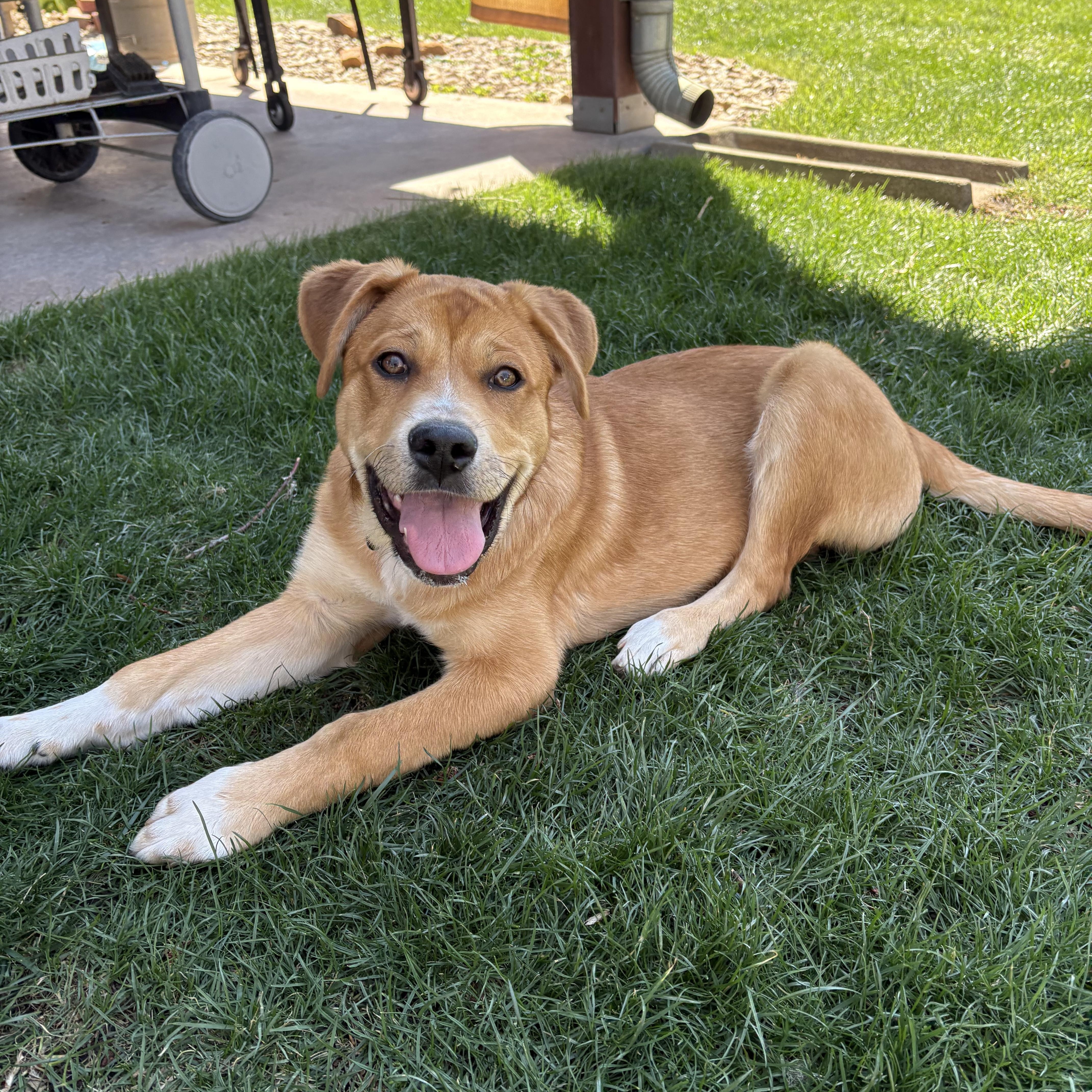 Daisy, ADOPTABLE, Puppy Female Anatolian Shepherd & Rottweiler.