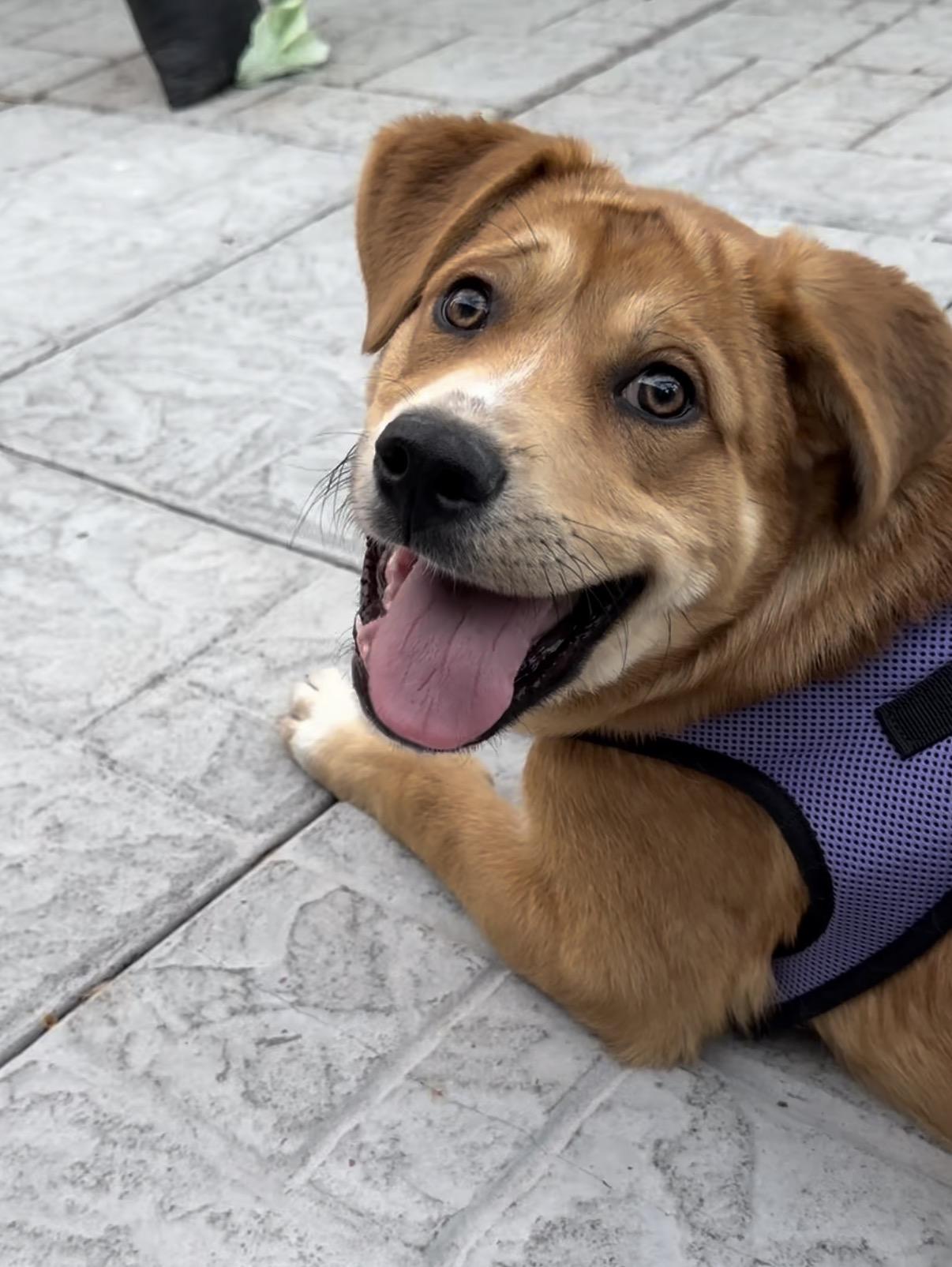 Enlarge Daisy, a ADOPTABLE mixed breed in Valley Center, KS image 3/6