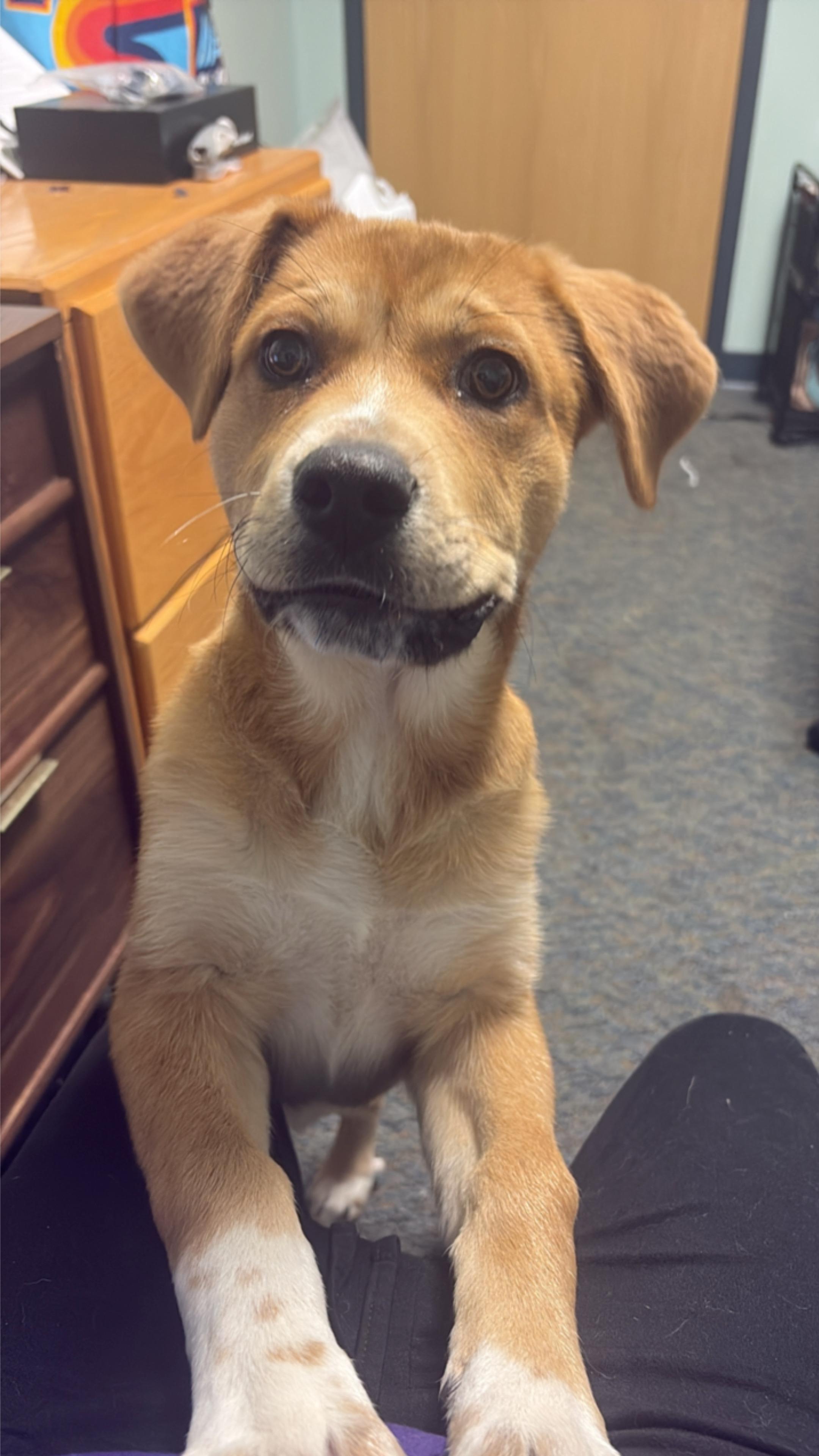 Enlarge Daisy, a ADOPTABLE mixed breed in Valley Center, KS image 1/6