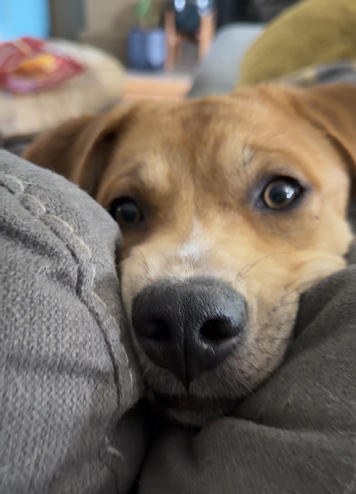Daisy, a ADOPTABLE mixed breed in Valley Center, KS image 3/6