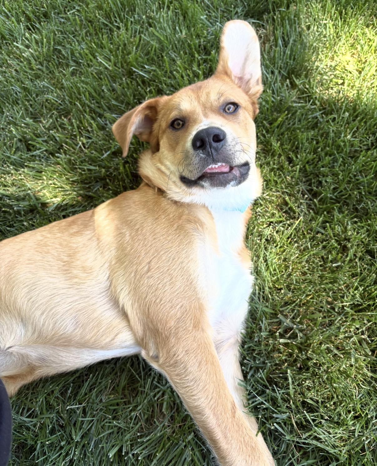 Daisy, a ADOPTABLE mixed breed in Valley Center, KS image 4/6