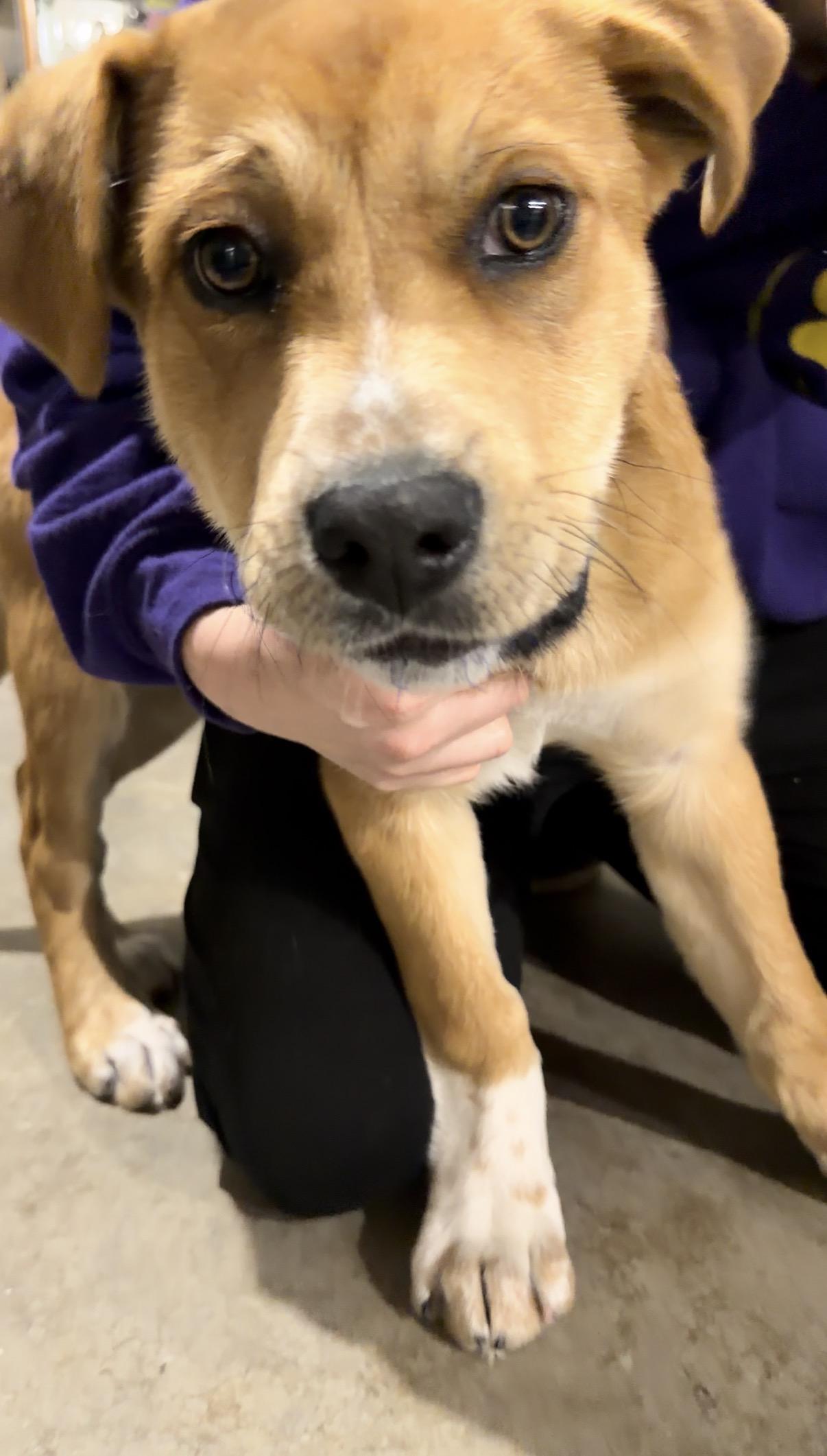 Enlarge Daisy, a ADOPTABLE mixed breed in Valley Center, KS image 2/6