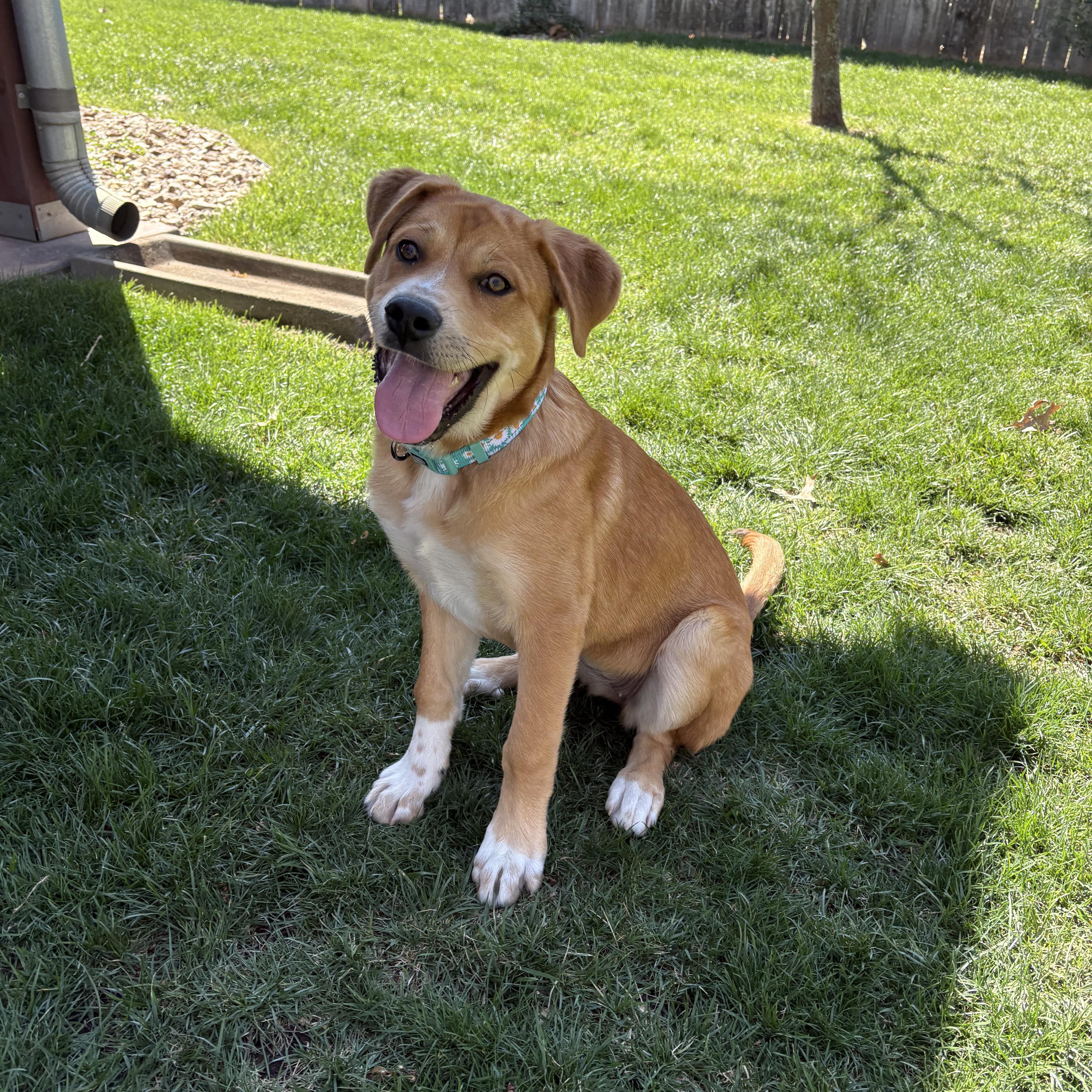 Daisy, a ADOPTABLE mixed breed in Valley Center, KS image 2/6