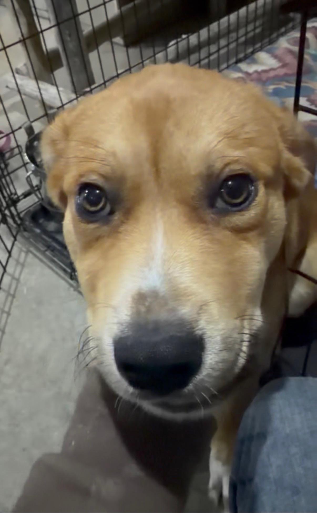 Enlarge Daisy, a ADOPTABLE mixed breed in Valley Center, KS image 4/6