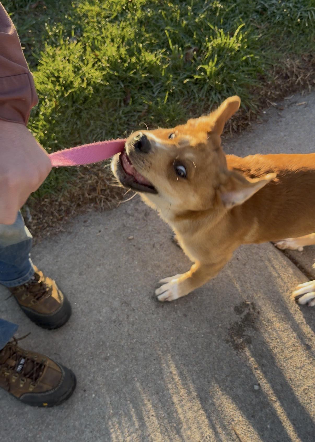 Enlarge Daisy, a ADOPTABLE mixed breed in Valley Center, KS image 5/6