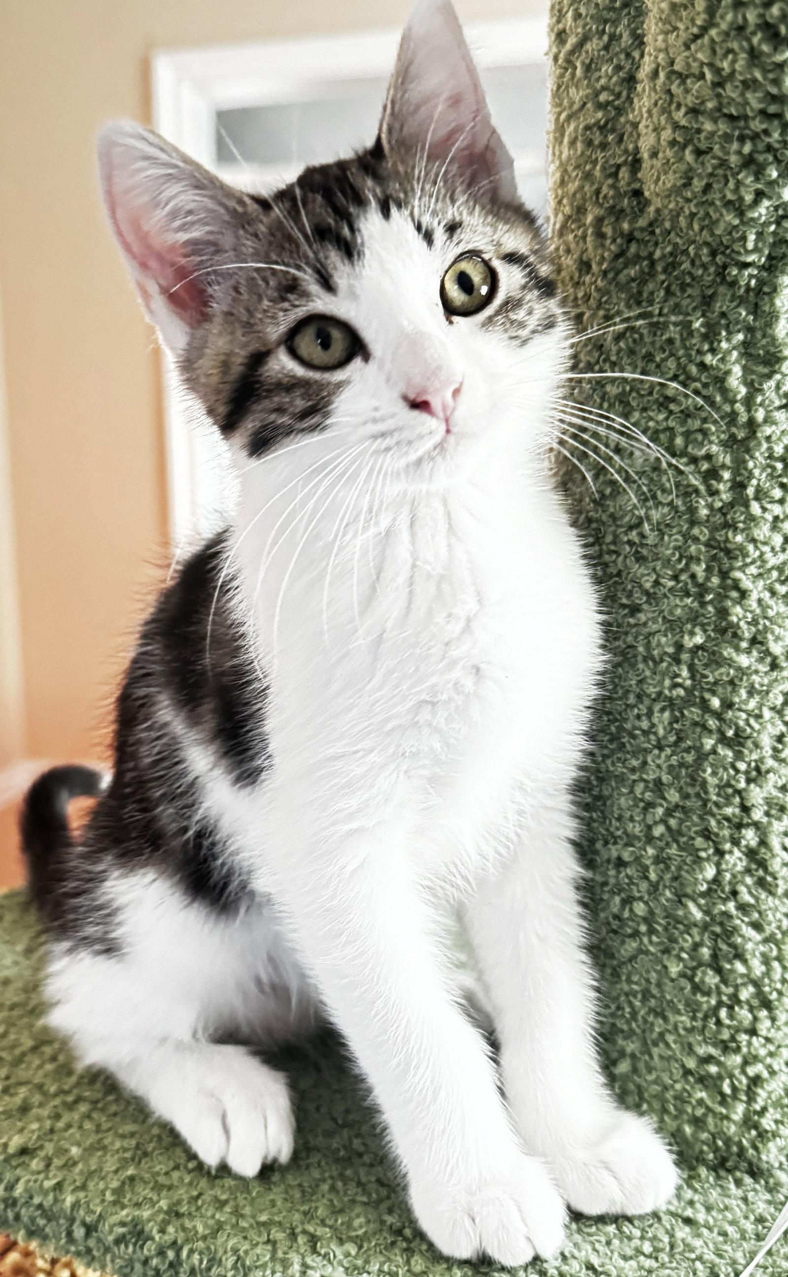 Hiro, a Adopted Domestic Short Hair in Seal Beach, CA image 1/2