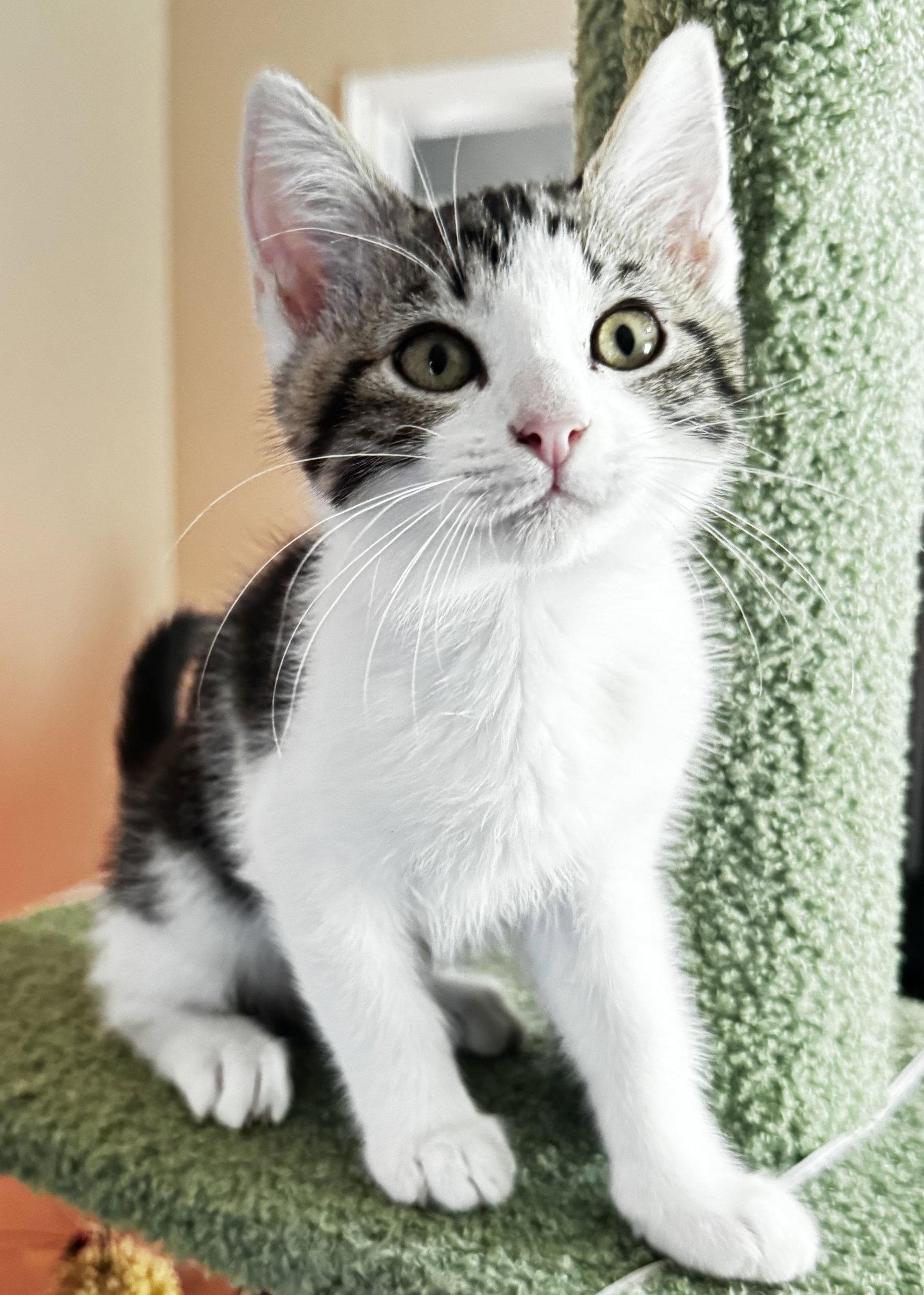 Hiro, a Adopted Domestic Short Hair in Seal Beach, CA image 2/2