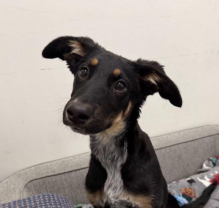 Rikki, an adopted mixed breed in Berkeley, CA image 3/6