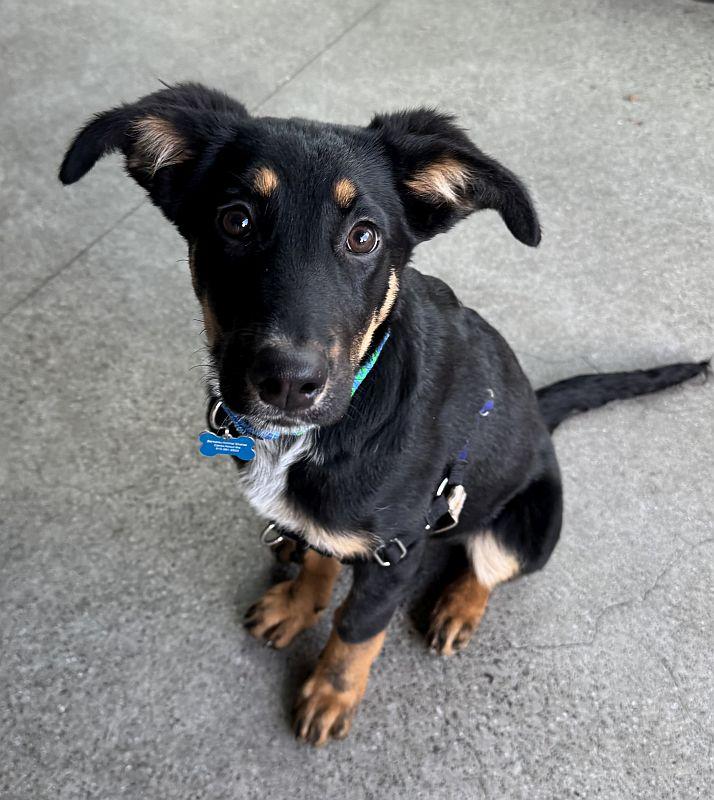 Rikki, an adopted mixed breed in Berkeley, CA image 1/6