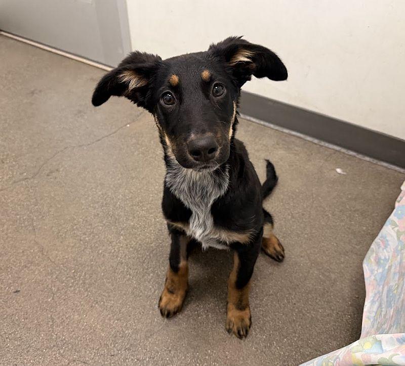 Rikki, an adopted mixed breed in Berkeley, CA image 6/6