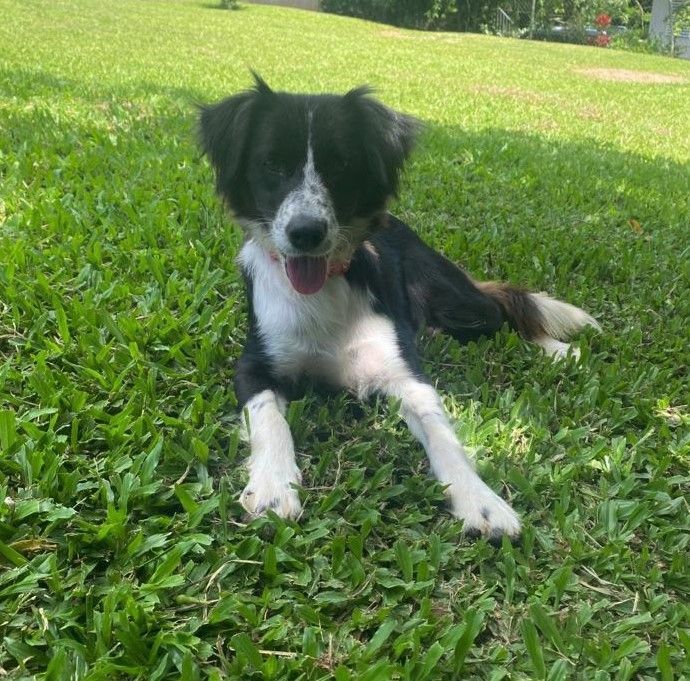 Nala, a Adoptable mixed breed in Barranquitas, PR image 2/9