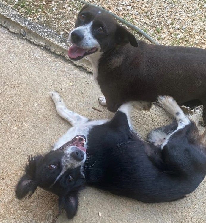 Nala, a Adoptable mixed breed in Barranquitas, PR image 3/9