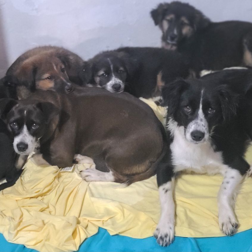 Nala, a Adoptable mixed breed in Barranquitas, PR image 4/9