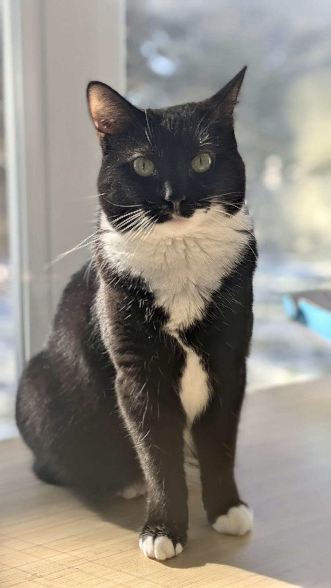 Enlarge Tinsel - Female - Tuxedo - Adult, a ADOPTABLE Domestic Short Hair in Monroe, NC image 1/5