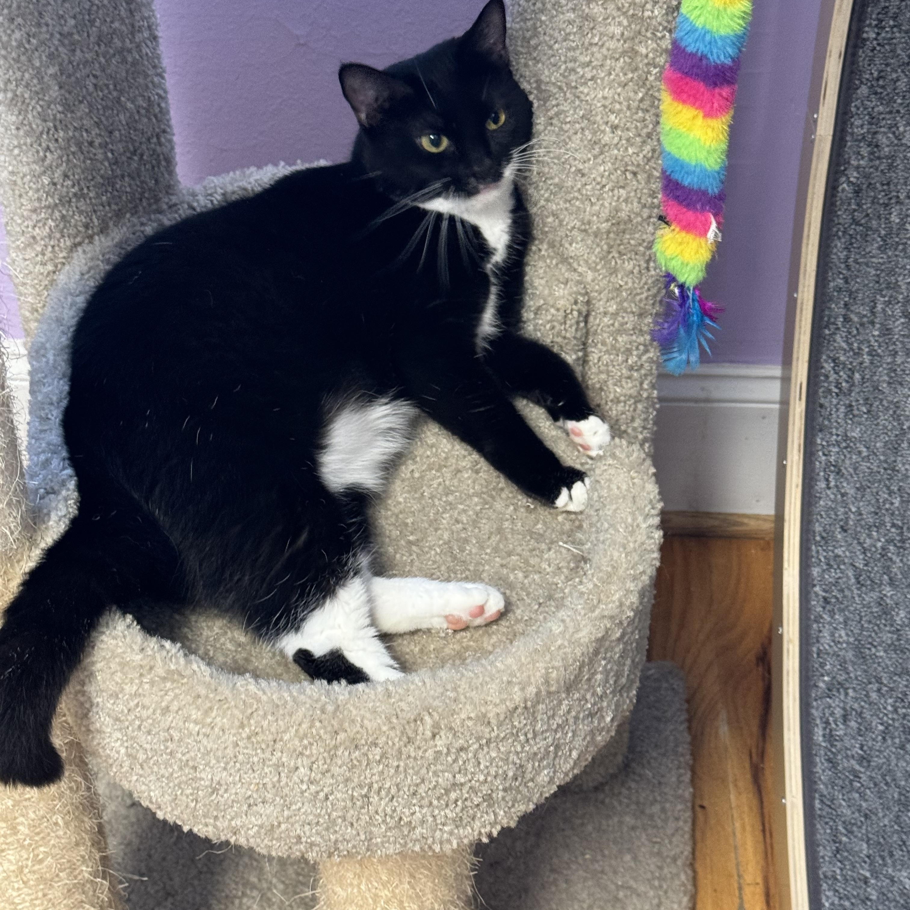 Enlarge Tinsel - Female - Tuxedo - Adult, a ADOPTABLE Domestic Short Hair in Monroe, NC image 6/6