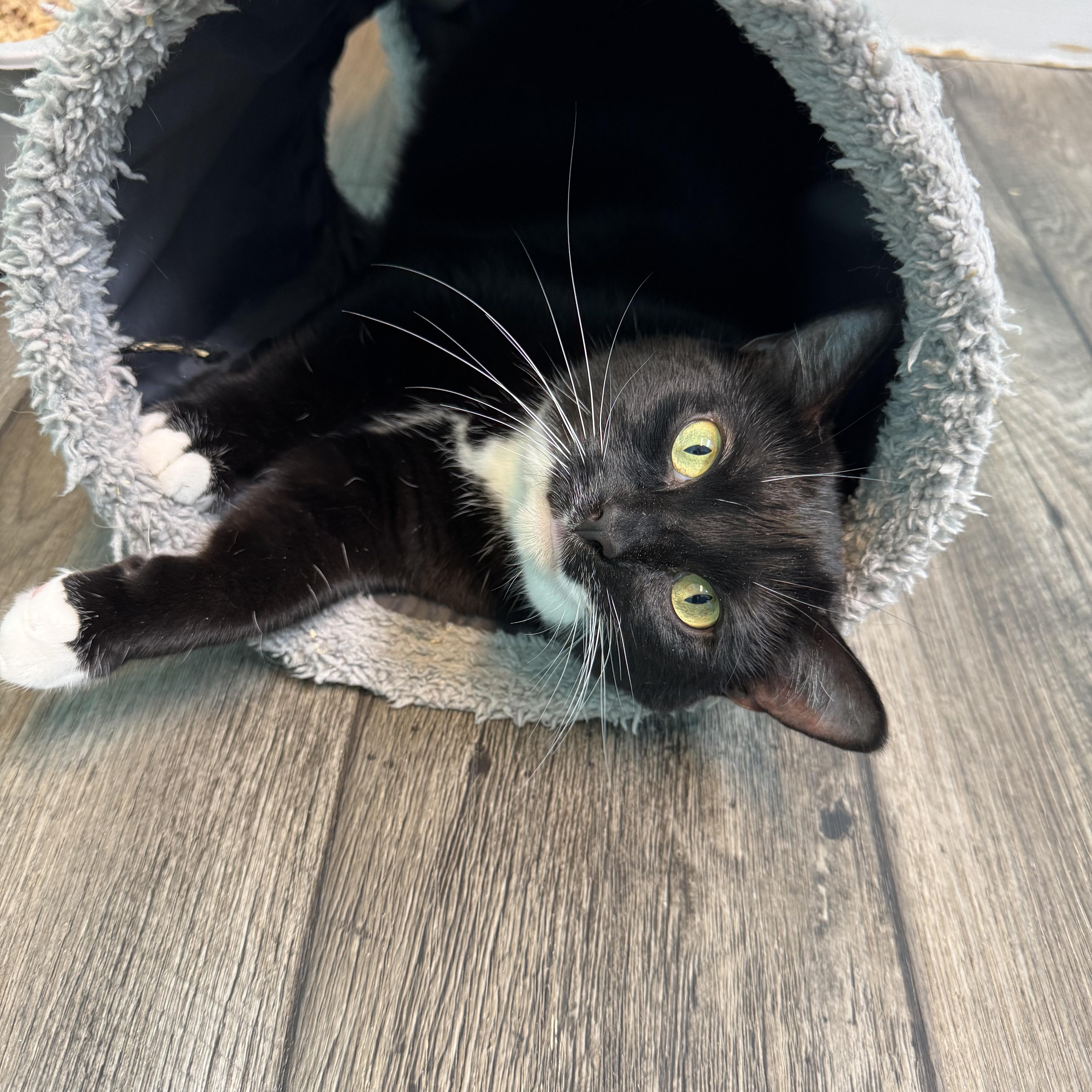 Enlarge Tinsel - Female - Tuxedo - Adult, a ADOPTABLE Domestic Short Hair in Monroe, NC image 1/6