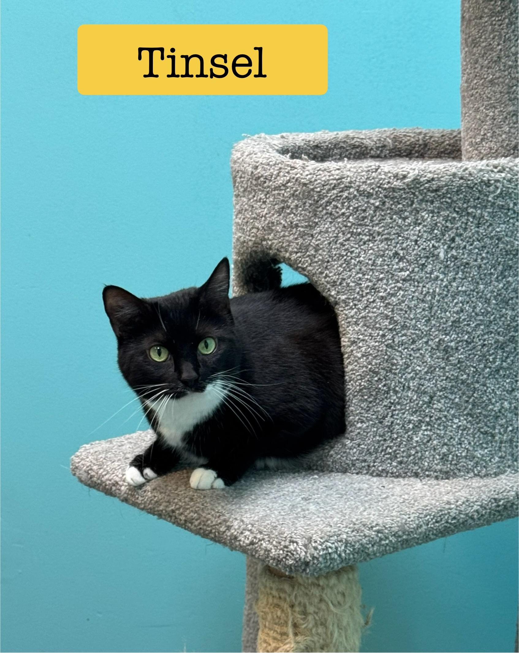 Enlarge Tinsel - Female - Tuxedo - Adult, a ADOPTABLE Domestic Short Hair in Monroe, NC image 5/6