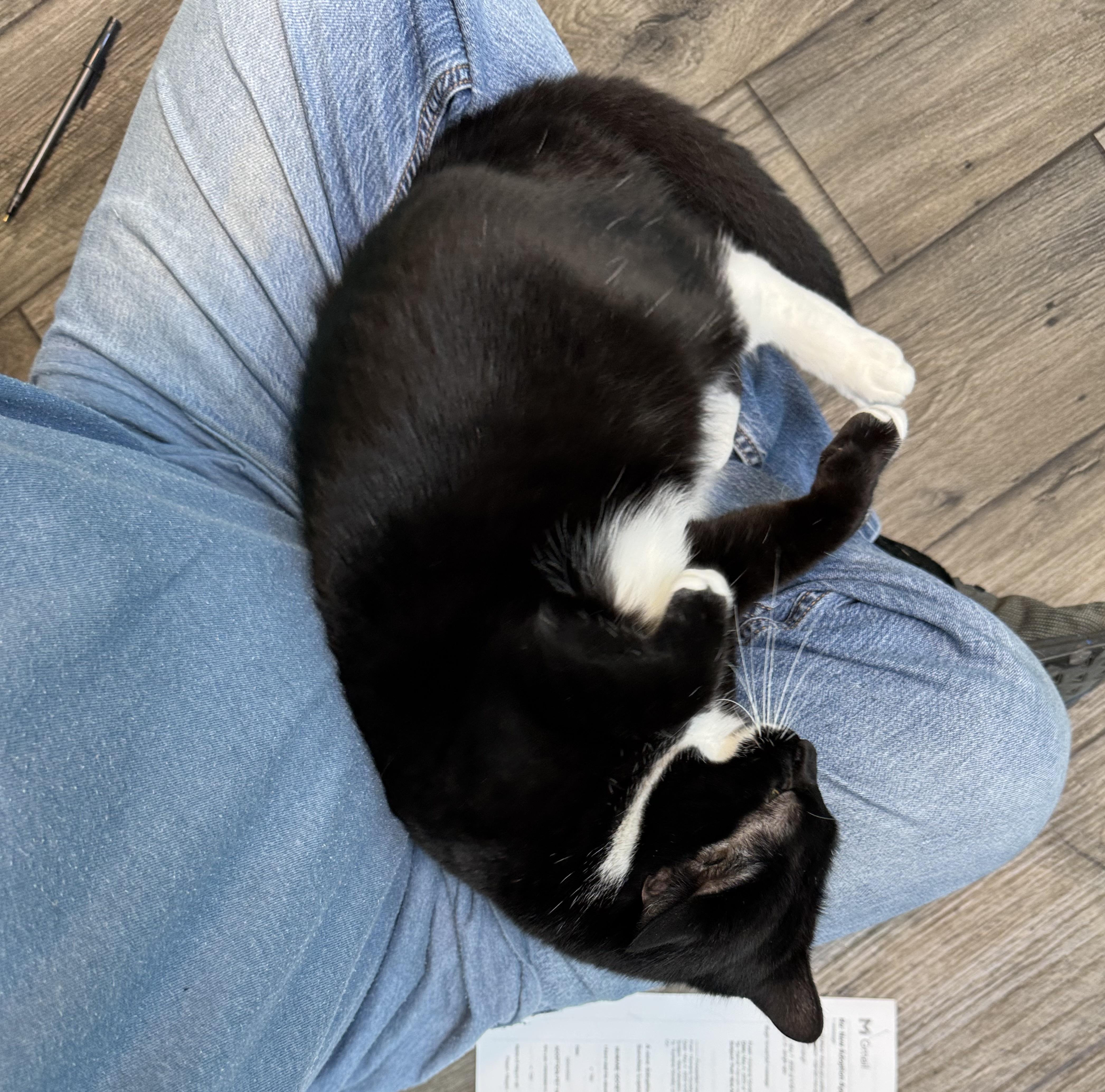 Enlarge Tinsel - Female - Tuxedo - Adult, a ADOPTABLE Domestic Short Hair in Monroe, NC image 4/6