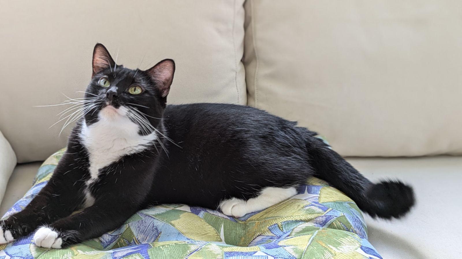 Enlarge Tinsel - Female - Tuxedo - Adult, a ADOPTABLE Domestic Short Hair in Monroe, NC image 2/6