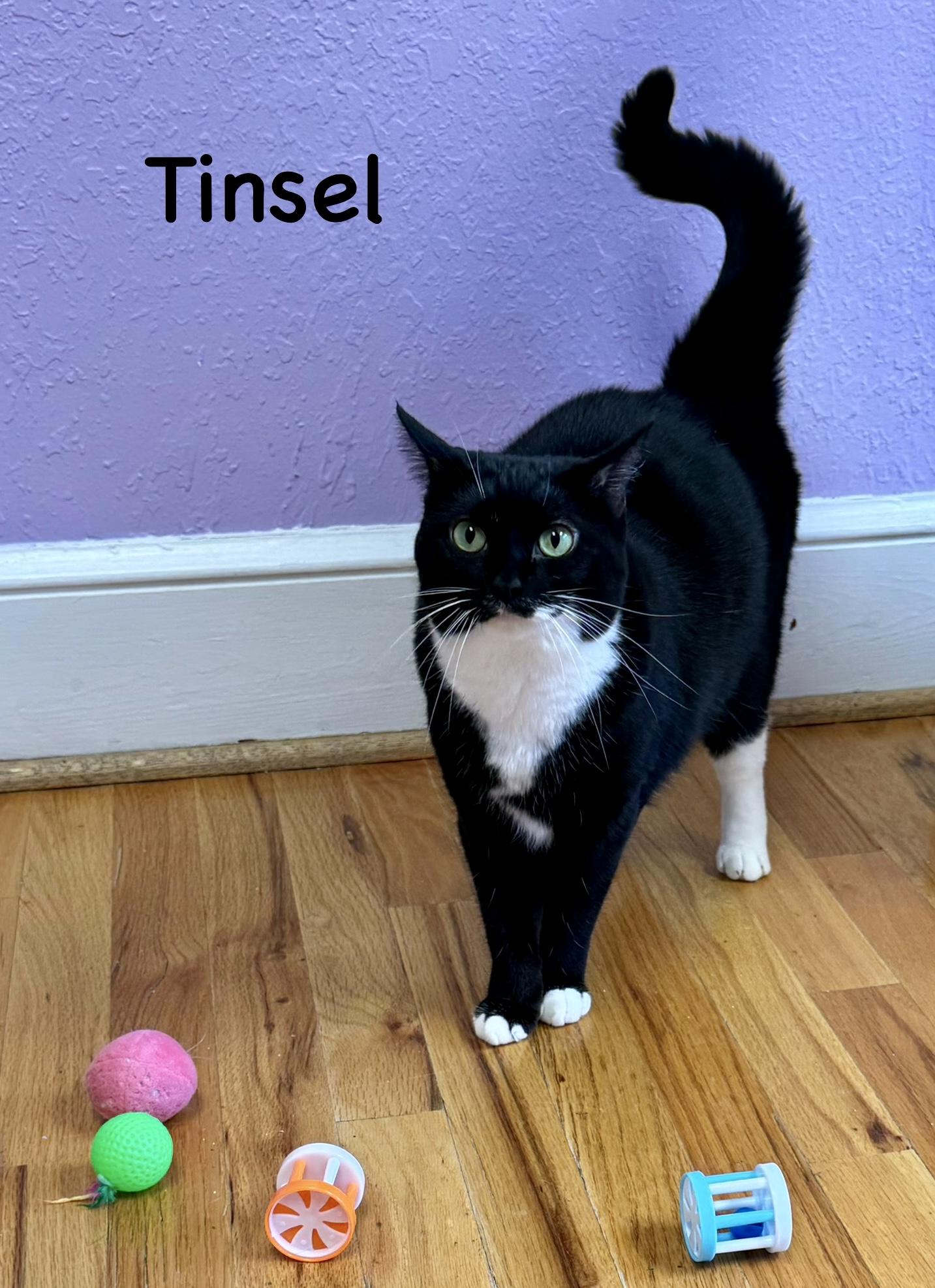 Enlarge Tinsel - Female - Tuxedo - Adult, a ADOPTABLE Domestic Short Hair in Monroe, NC image 3/6