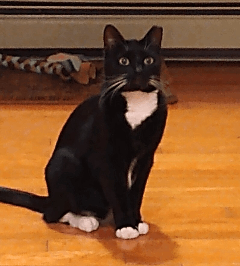 JACKSON, a Adoptable Tuxedo in Saddle River, NJ image 1/7
