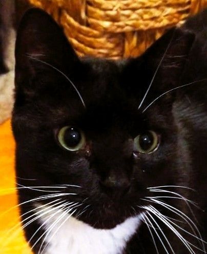 JACKSON, a Adoptable Tuxedo in Saddle River, NJ image 2/7