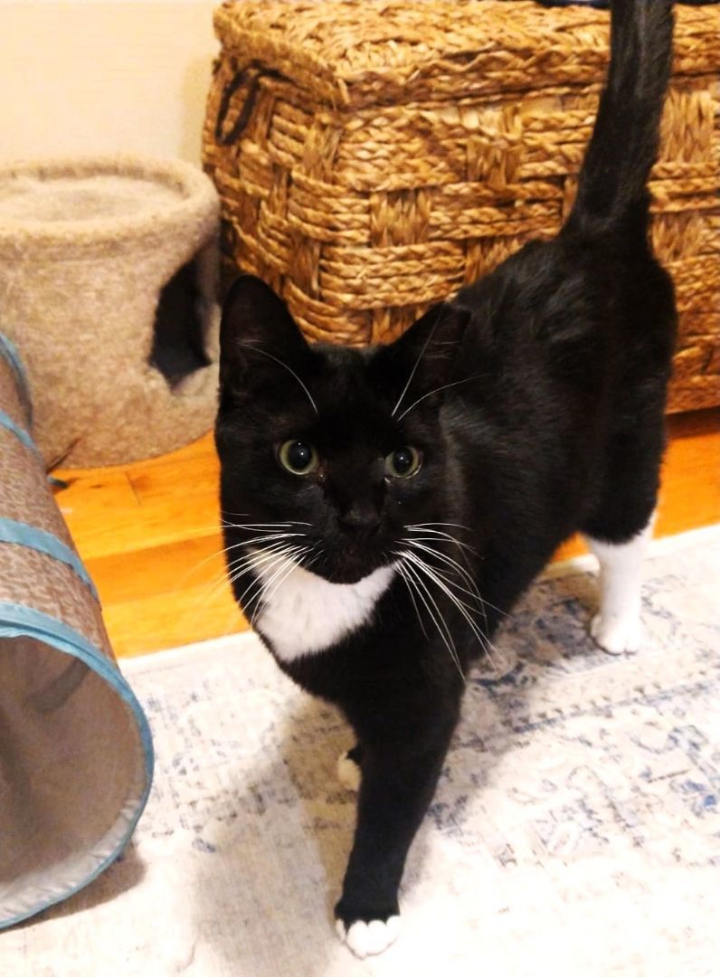 JACKSON, a Adoptable Tuxedo in Saddle River, NJ image 3/7
