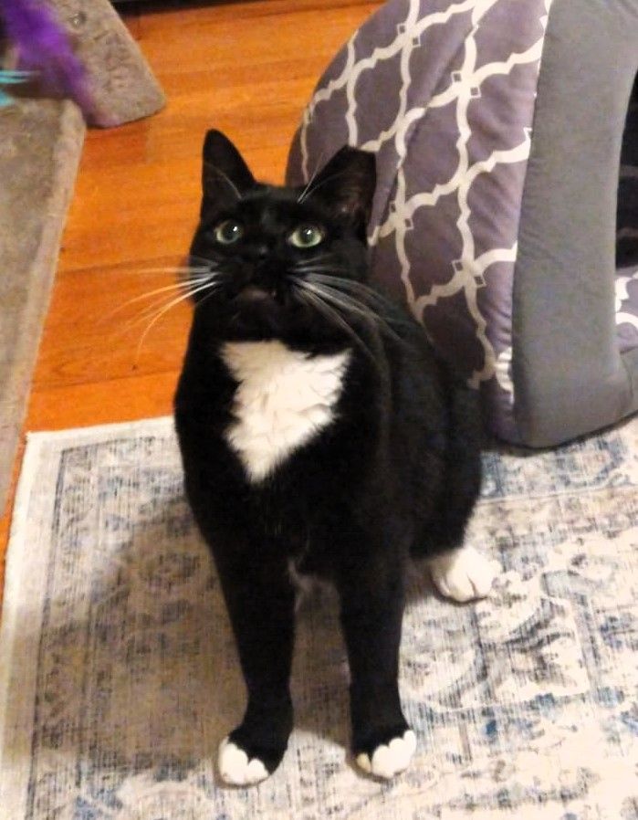 JACKSON, a Adoptable Tuxedo in Saddle River, NJ image 4/7