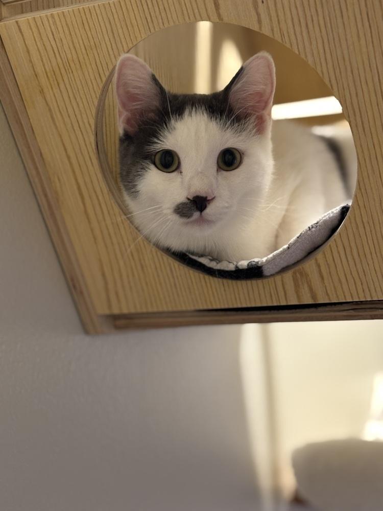 Ralsei — thumbnail 2