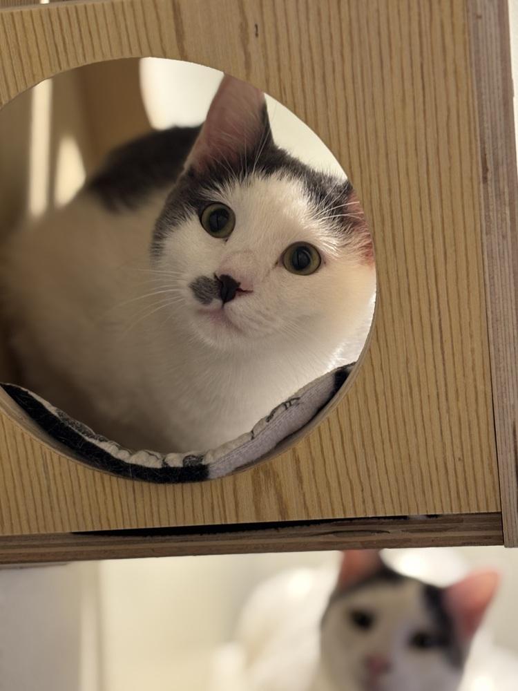 Ralsei — thumbnail 4