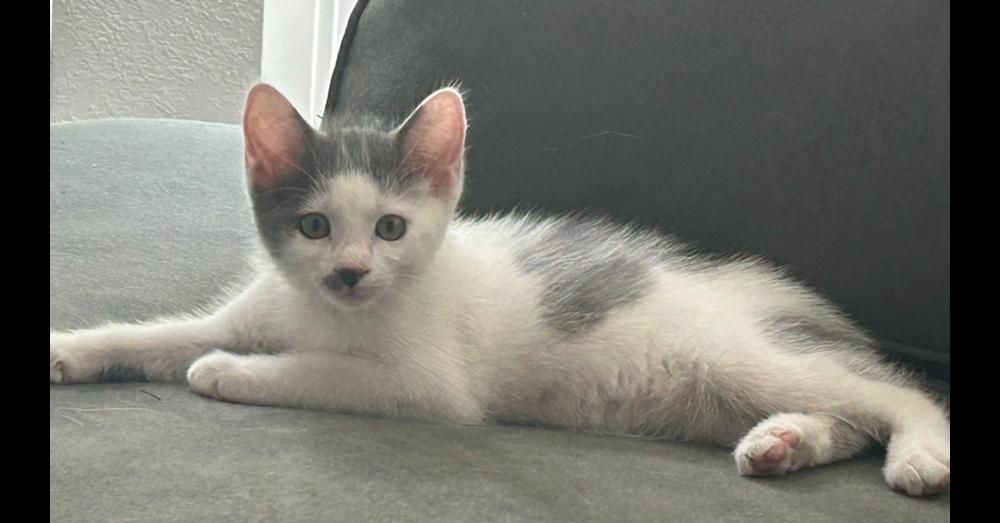 Ralsei — thumbnail 5