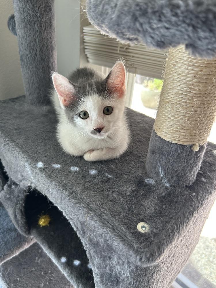 Ralsei — thumbnail 6