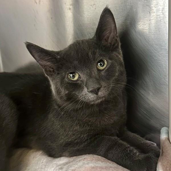 Leclerc, Adoptable, Young Male Domestic Short Hair.