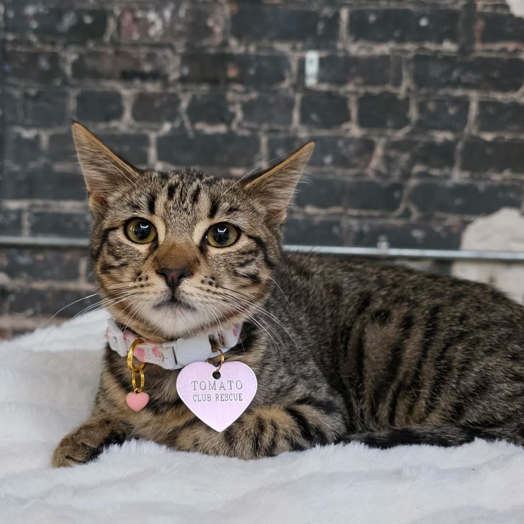 Enlarge Liam, a Adoptable Tabby in New Orleans, LA image 1/1