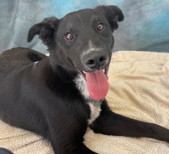 Enlarge RASCAL, a Adoptable Border Collie in Salinas, CA image 1/1