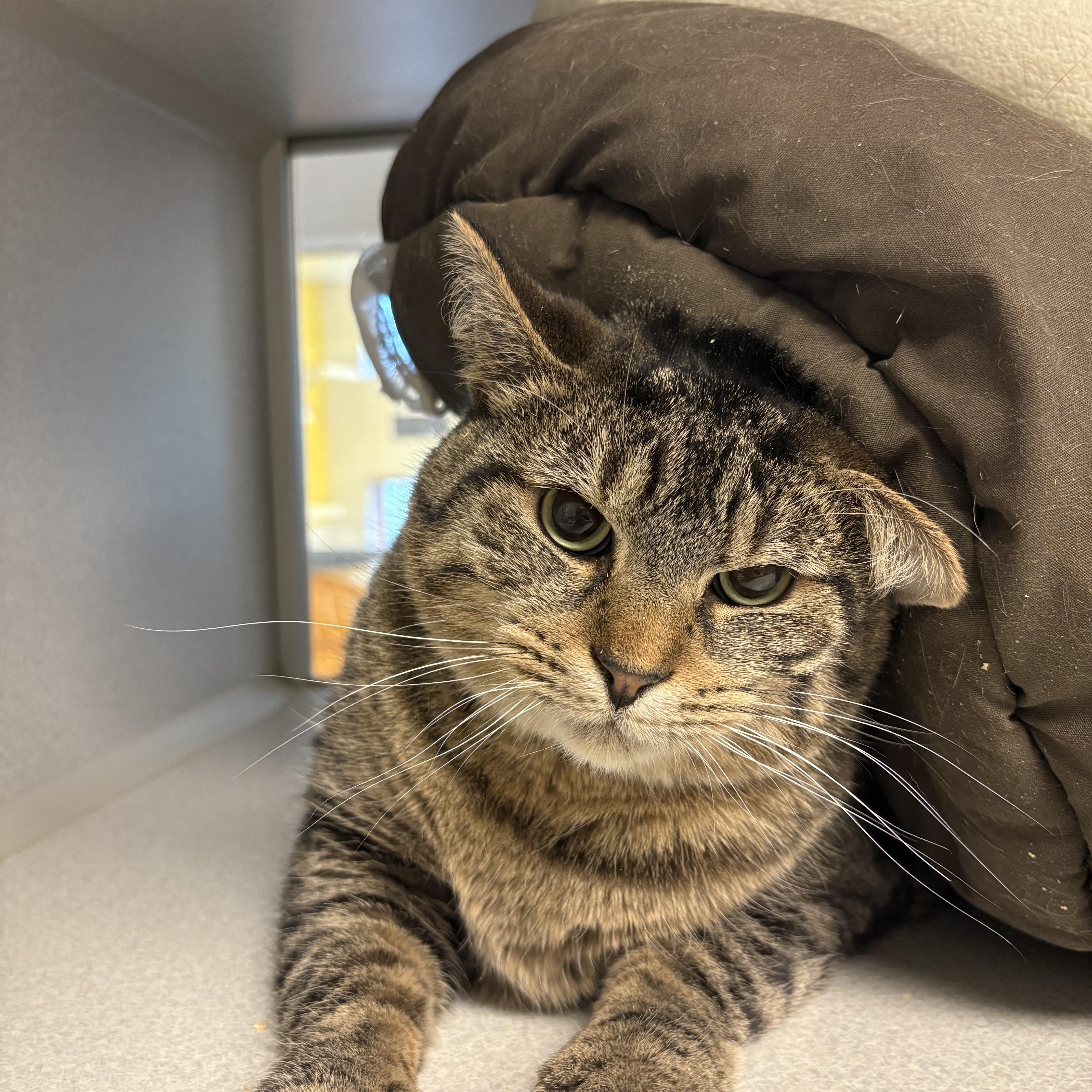 Whitney, a Adoptable mixed breed in Cedar Rapids, IA image 2/3